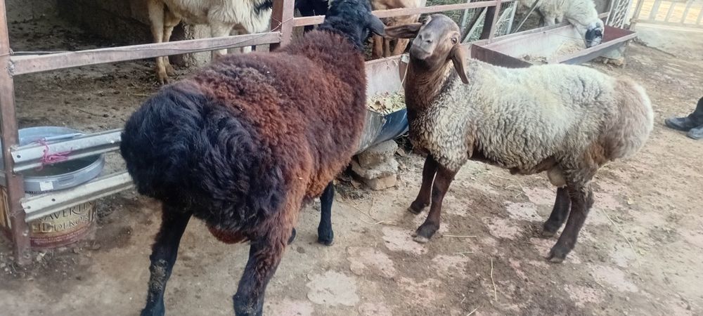 Кучкорлар сотилади