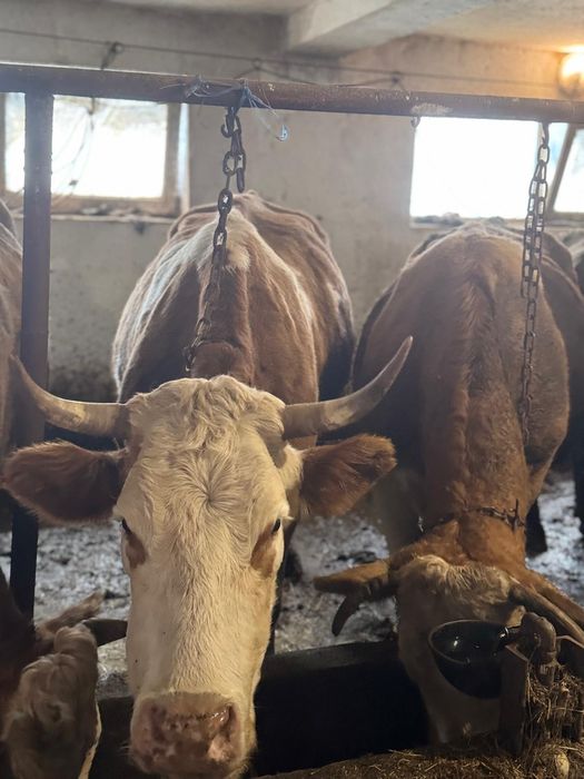 Vând vaci bălțată românească