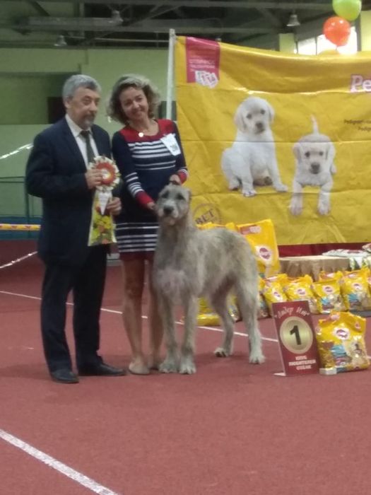 Самая большая собака. Ирландский волкодав.