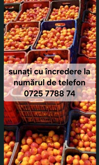 Vând caise de țuică