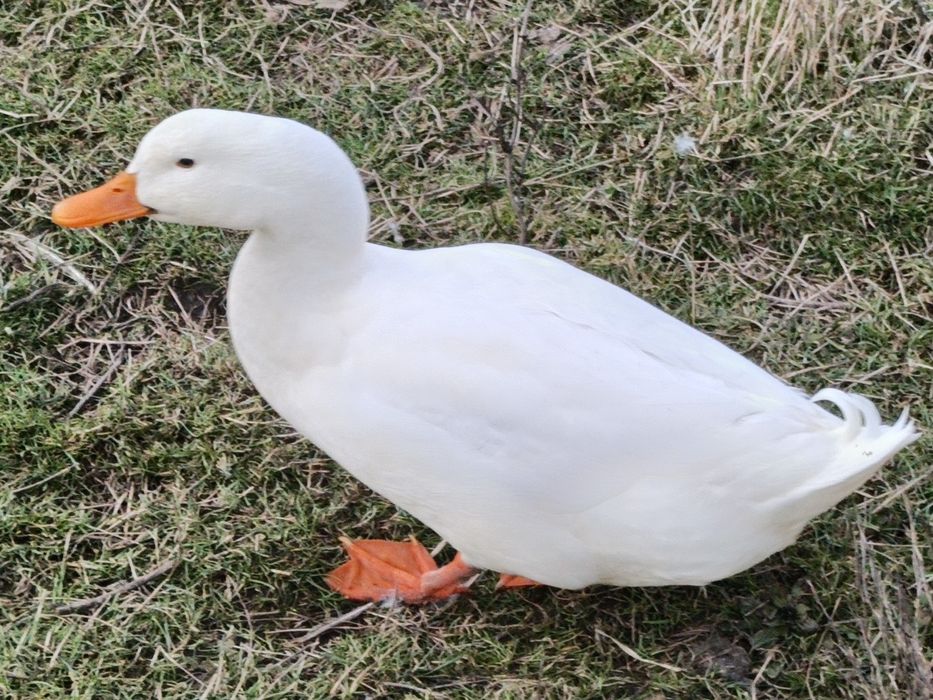 Vând rate rasa Pekin