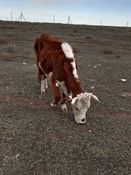 Үш бас бұзаулы сиыр сатылады.  бұзау