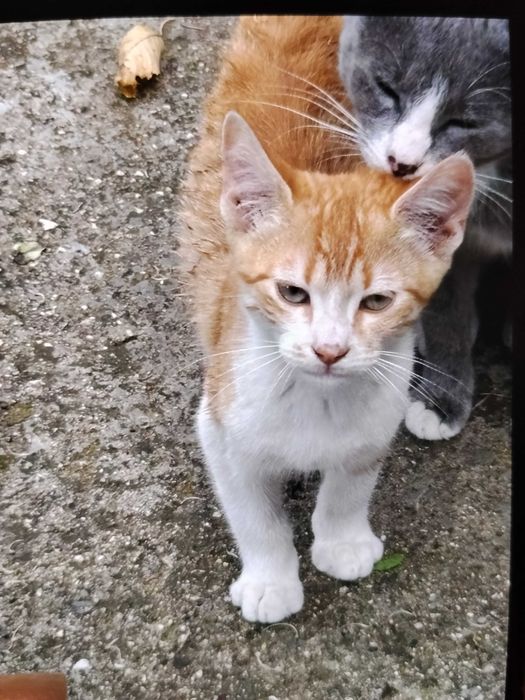 Бебета котета безплатно