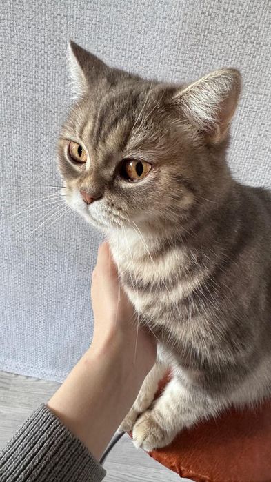 Отдадим в добрые руки