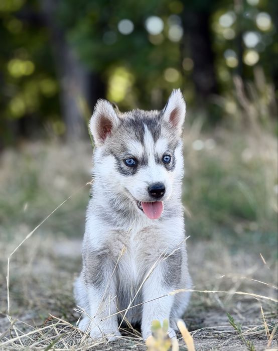 Femela rasa Husky Siberian!