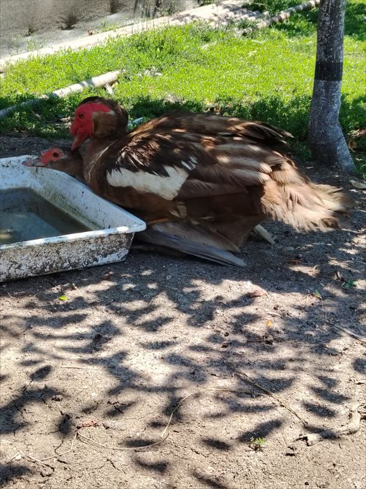 Vând rațe leșești
