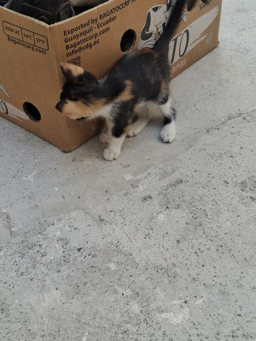 Tekinga mushuk bolasi