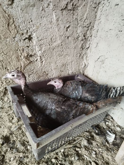 Kurka kurkalar курка куркалар