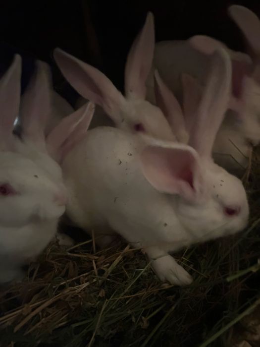 Iepuri tineri 3 luni – pereche sănătoasă