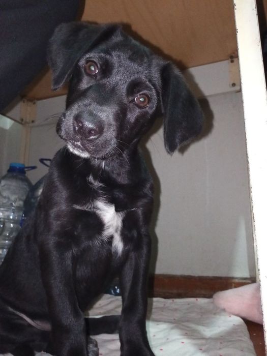 Собака бесплатно