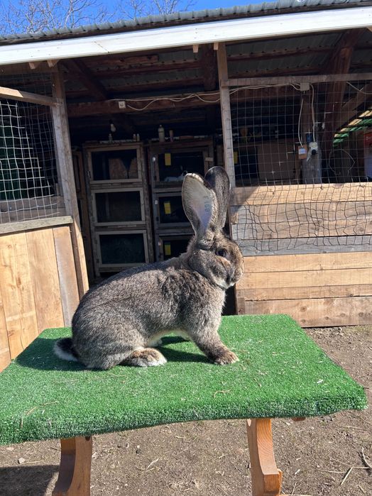 Mascul uriaș german