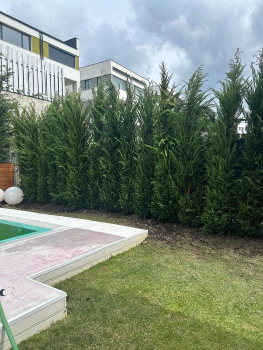 Leylandii Verde – Ideală pentru Gard Viu