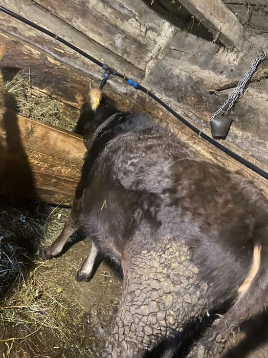 Vand giurinca un an jumate