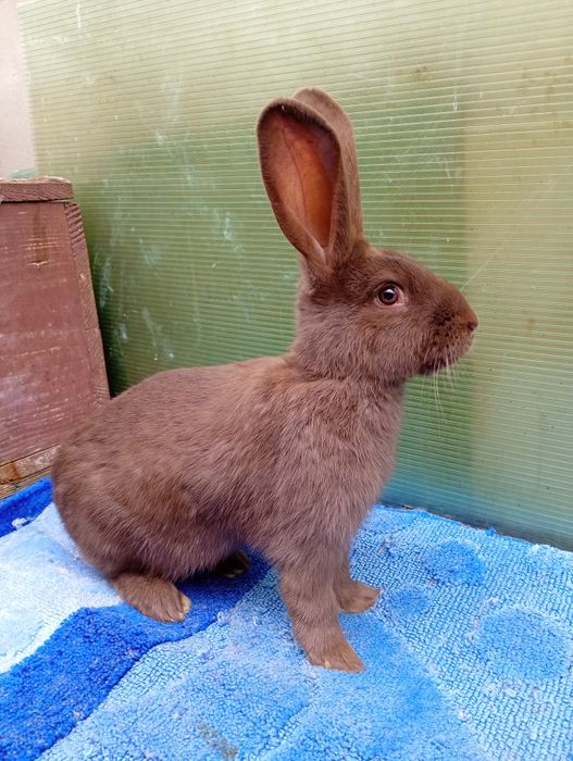 Masculas fluture havana