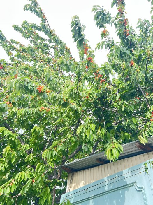 Чирчикда аранча ховли уй сотилади