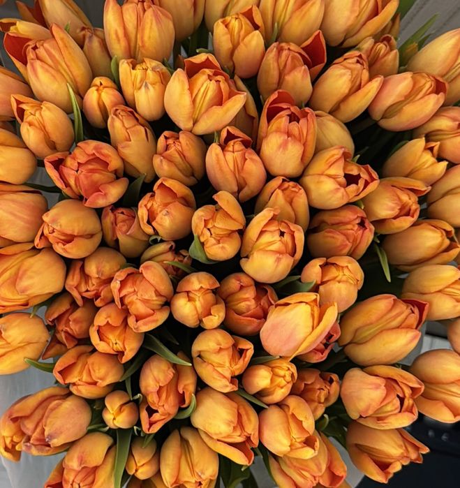 Тюльпаны оптом и в розницу.
