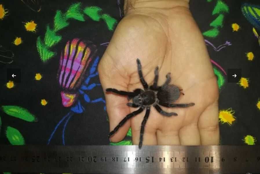 Тарантула tarantula