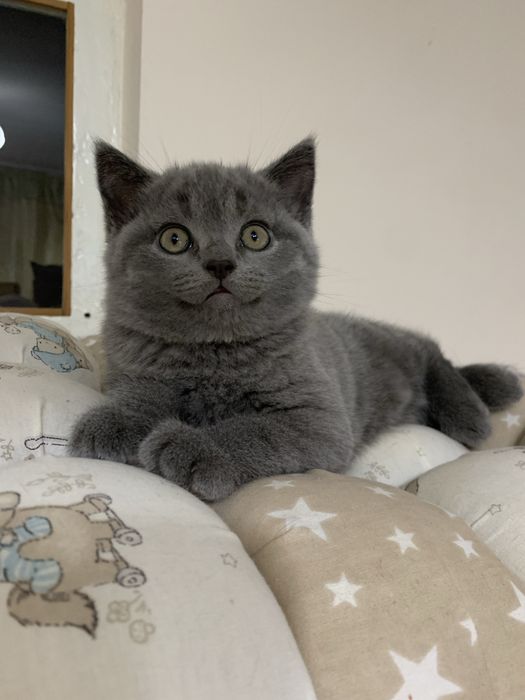 Продается котенок скоттиш страйт