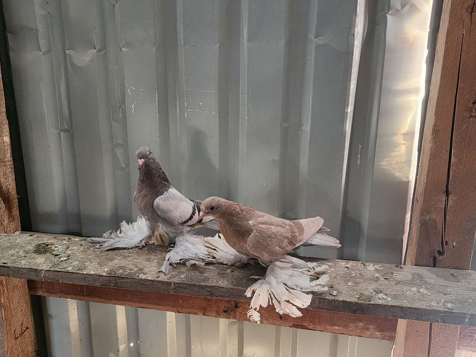 Продаются голуби