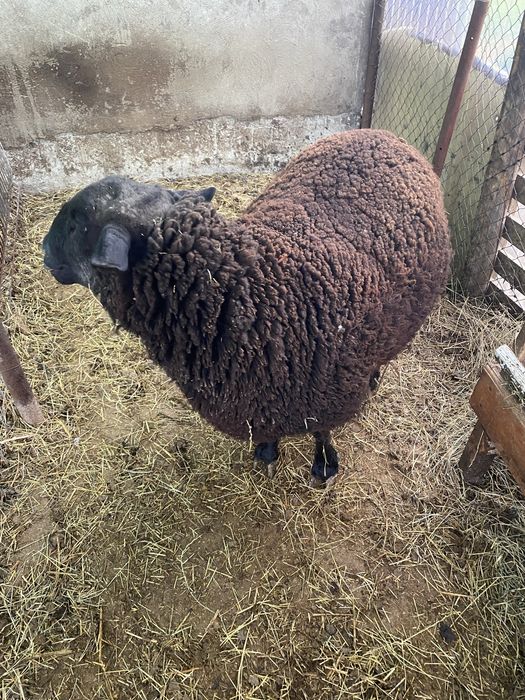 Scimb berbec rasa de carne Jura