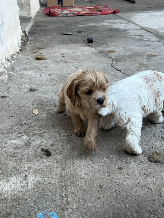 Англиский спаниель