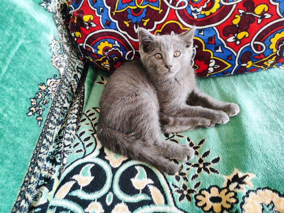 Котенок в хорошие руки