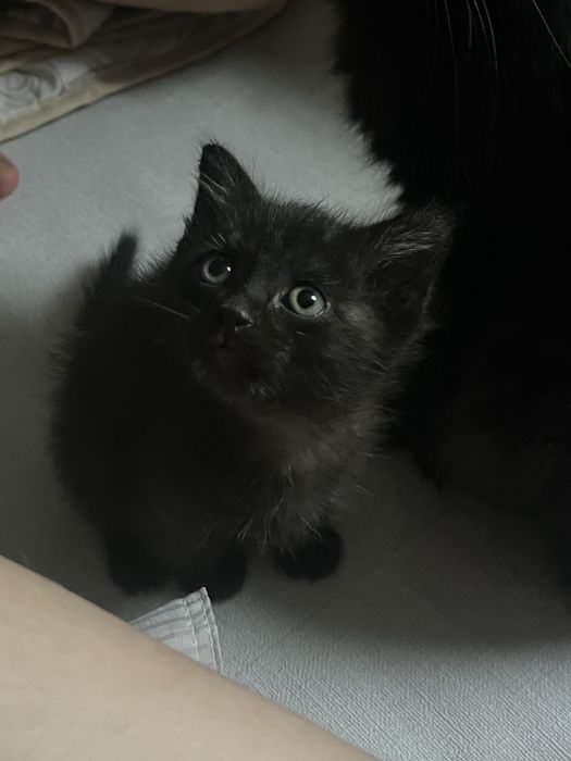 Продам чёрного котика мальчика
