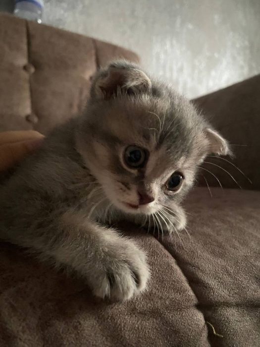 Котята полтора месяца