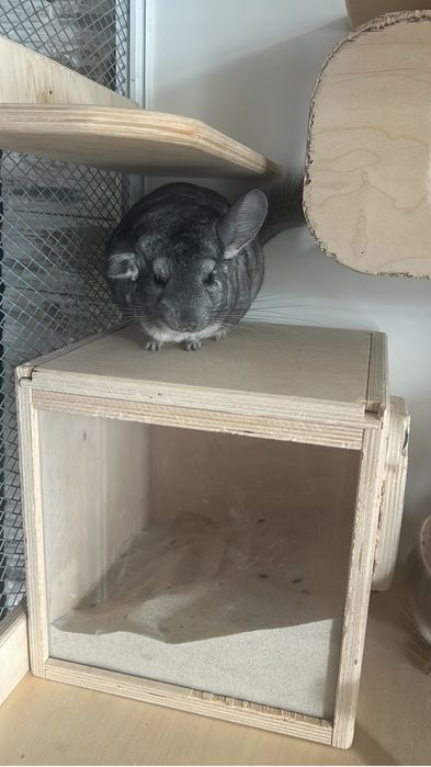 Продам шиншилл девочки