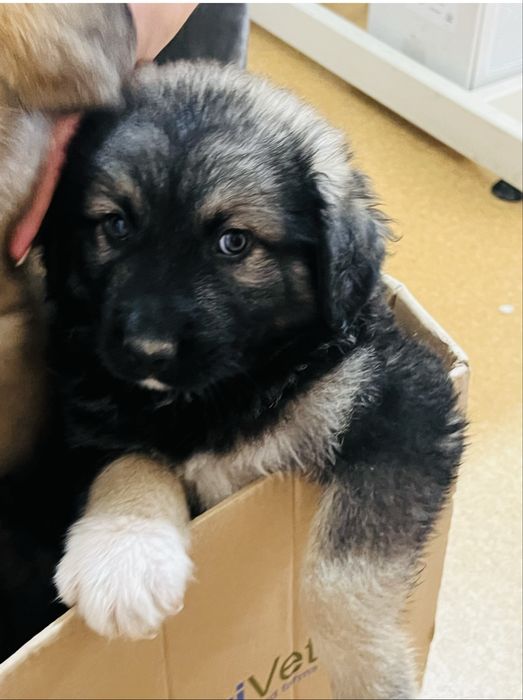 Donez caine ciobanesc  corb