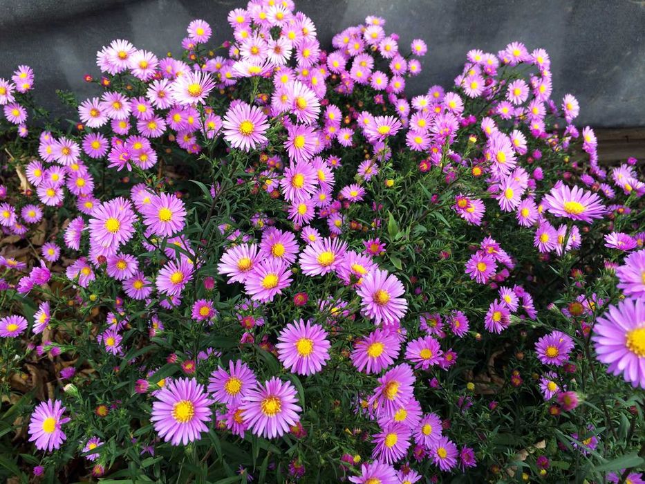 Многолетние цветы .