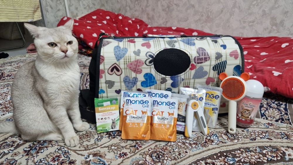 Отдам кота в хорошие руки - бесплатно.