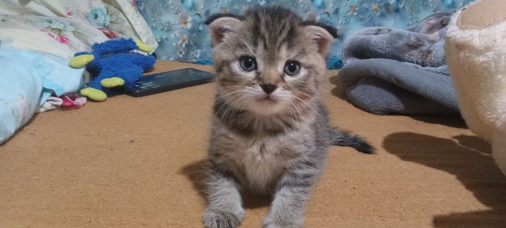 Котята  веслоухию