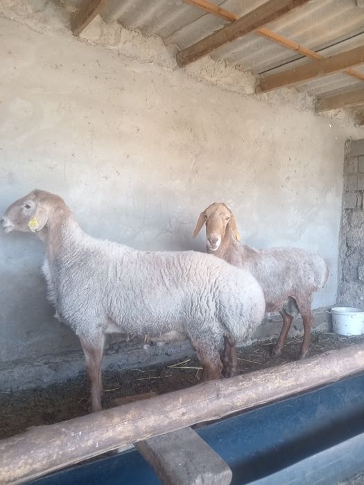 Қошқарлыққа сатылад