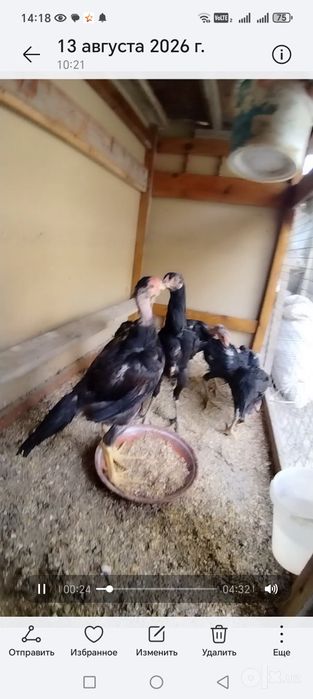 Жужиклар сотувда