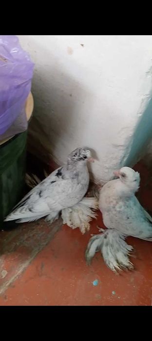 Продам молодых голубей