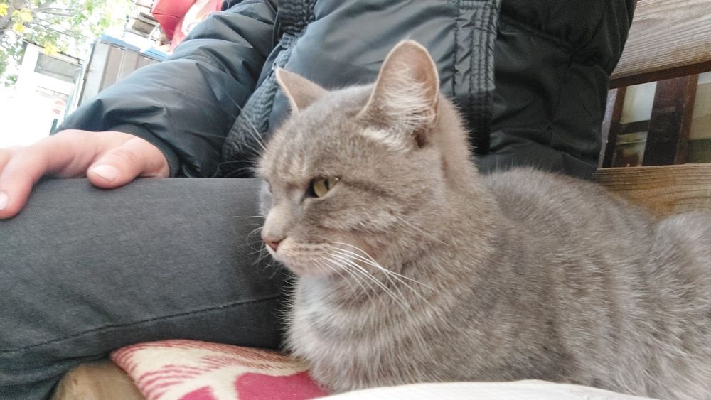 Кошка ищет семью и дом