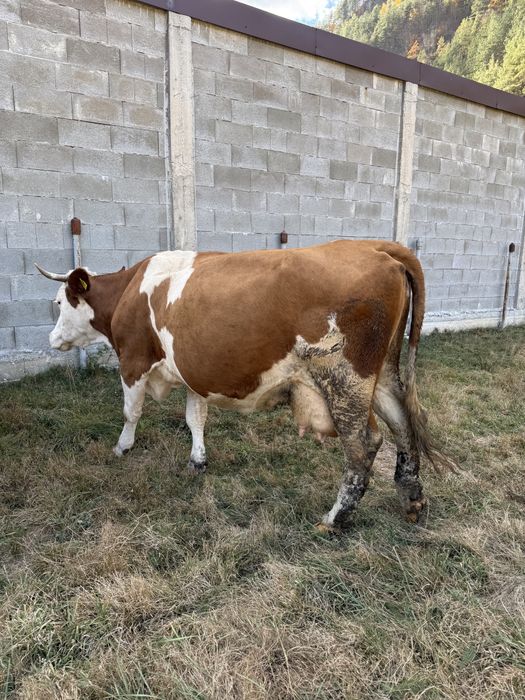 Vaca Baltata Romaneasca!