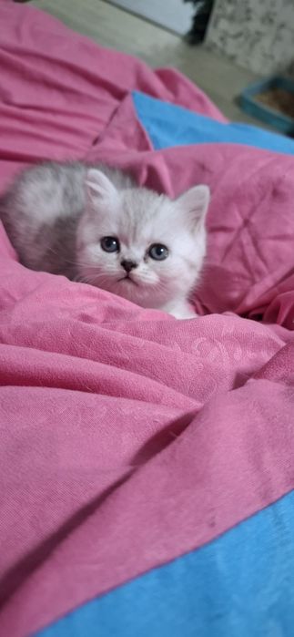 Продается скотиш страйт.