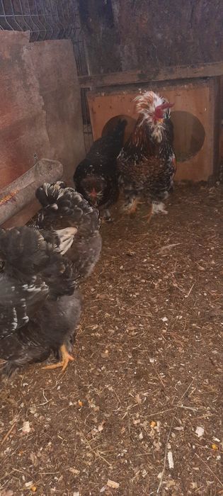 Disponibil oua incubat (strumski  taie mare)