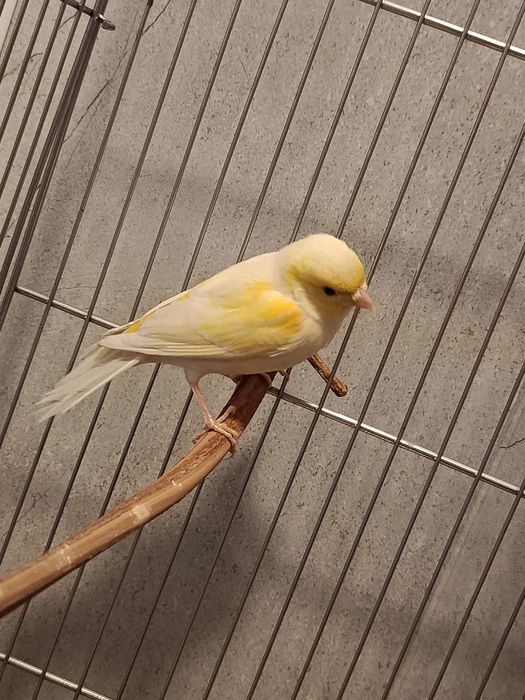 Продам канарейку (девочка)