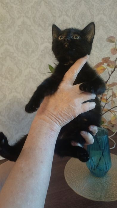 Котенок девочка.