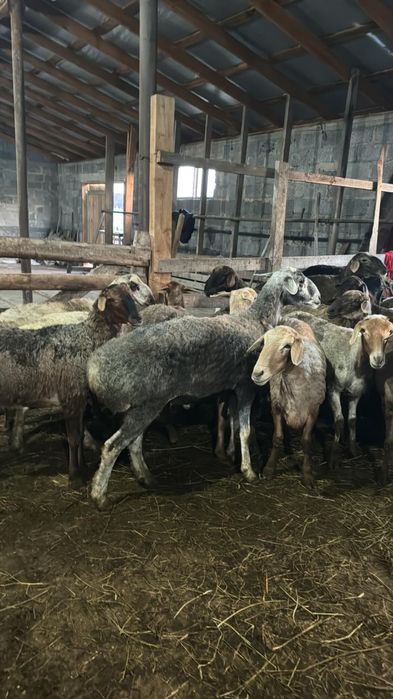 Продается бараны Кой сатамын