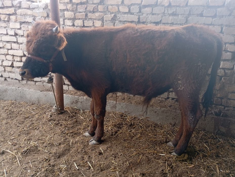 Buqa sotiladi      .