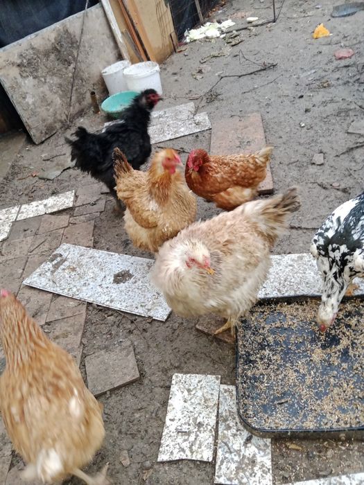 Обмен варианты или продам