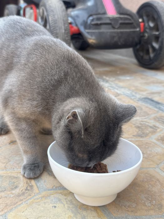 Soffi vyazka sotilmidi