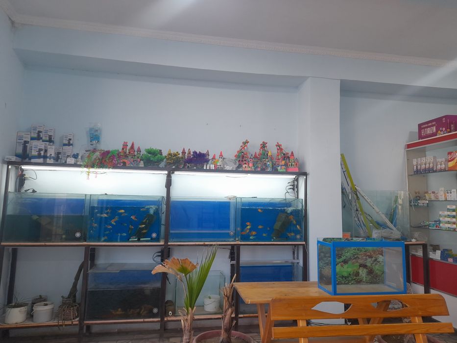 Srochna Akvarium suvener baliqlari bilan keliwib beriladi