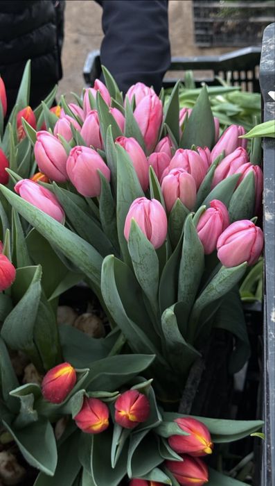 Продажа тюльпанов Алматы