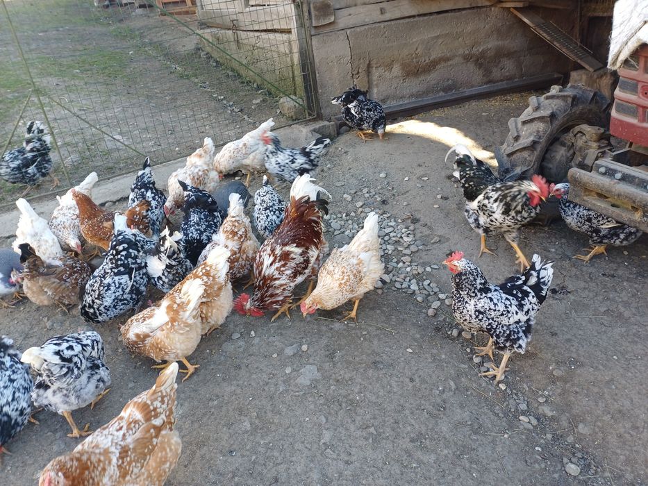 Vând ouă pita pinta austriana