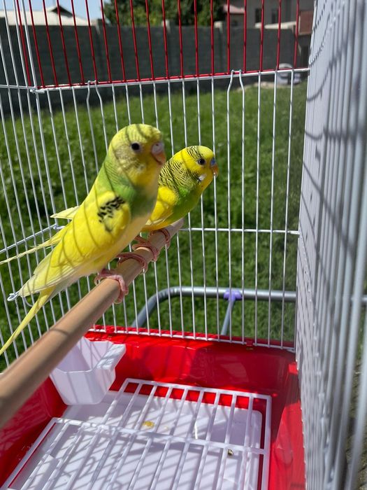 Продам пара попугай папугай